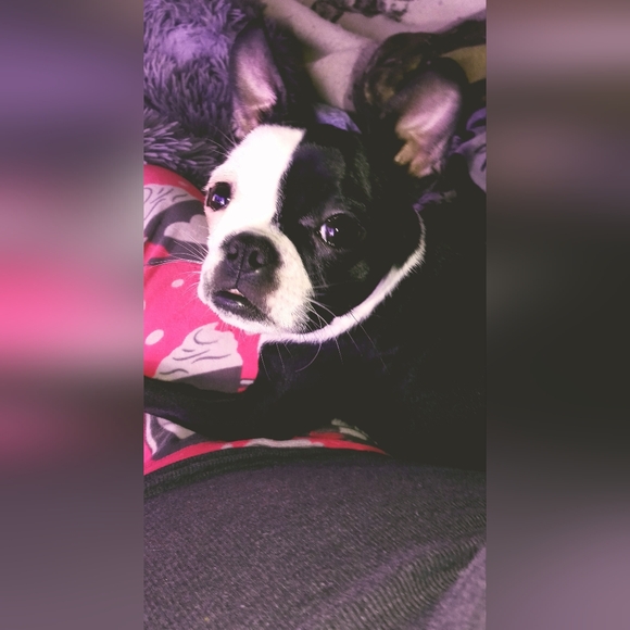 Meet your Posher, Adele - Picture 2 of 5